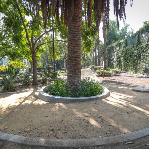 Dirt path through a garden with palm trees