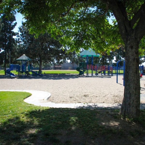 A tree next to the playground and swings