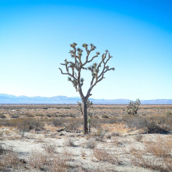 Joshua trees in a desert