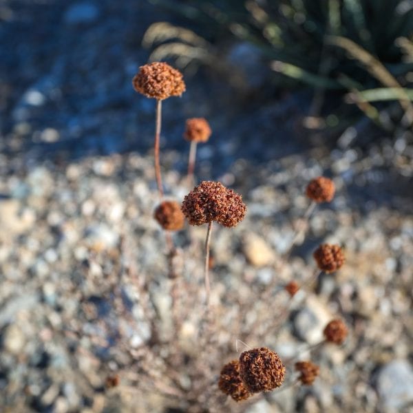 Desert flowers up close