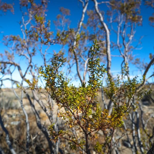 Desert shrub's leaves up close
