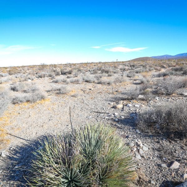 Sage brush in the vast desert area