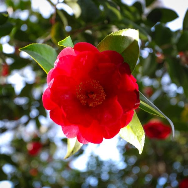 Red flower on a tree
