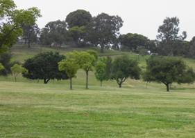 park with green grass and trees