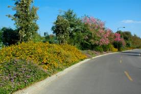 street with flowers and trees on on side