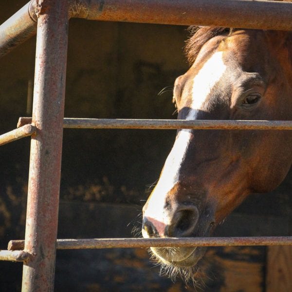 Face of a horse in a stall