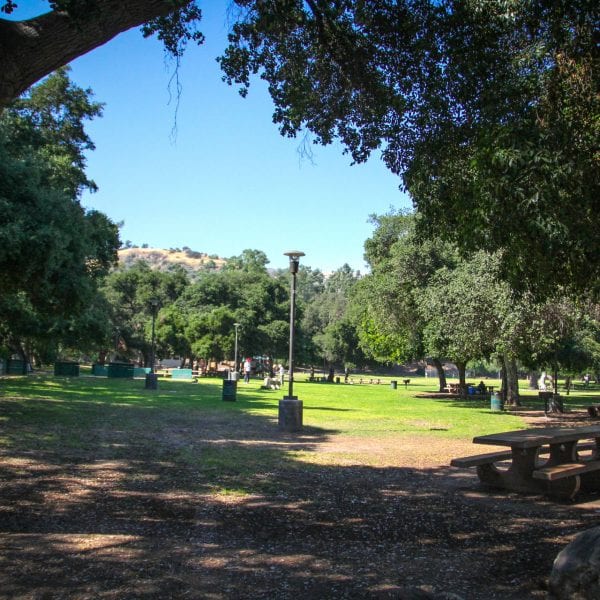 Trees shading a park