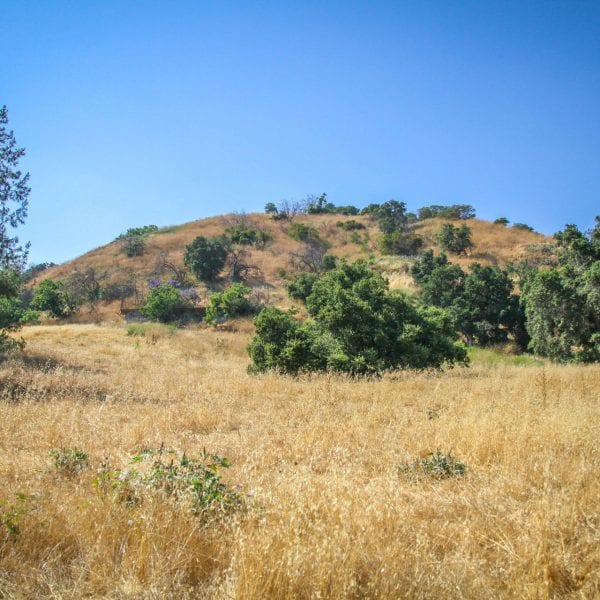 Hills of dry foliage and green trees
