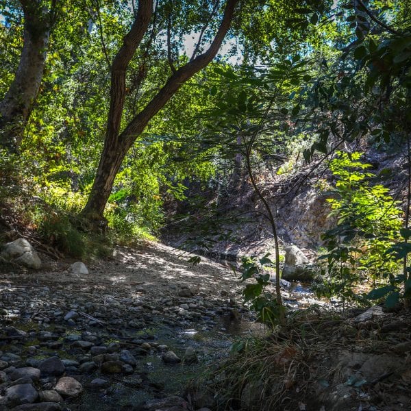 Tree-shaded creek