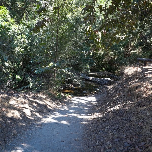 Path running through the trees