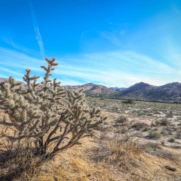 Cactus in a desert with a blue sky