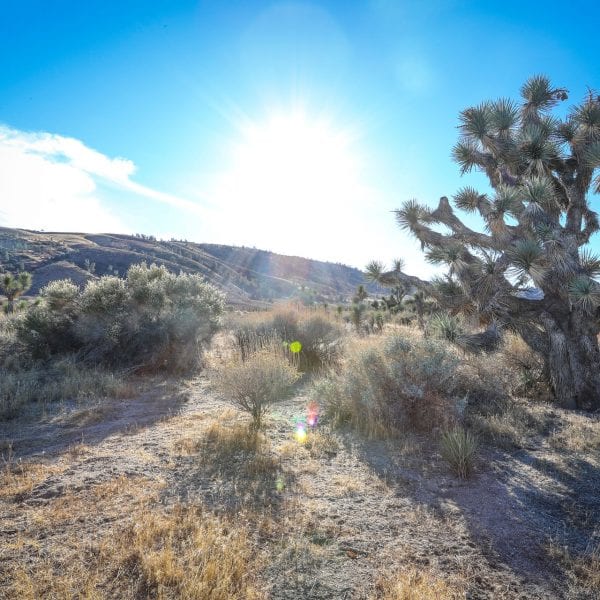 Joshua tree and yucca and other life in a desert