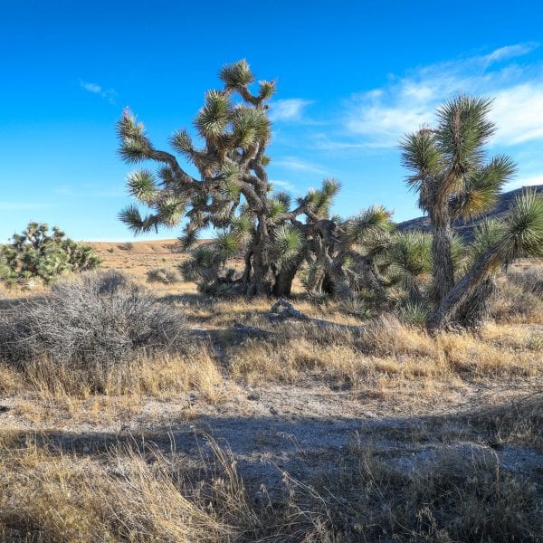 Joshua trees in a hilly field