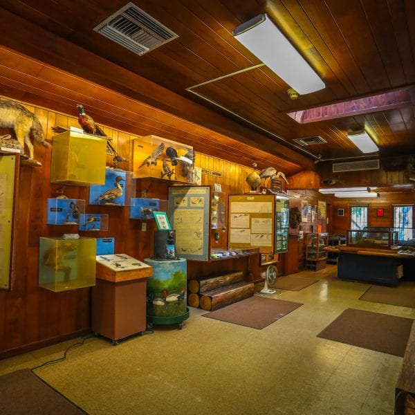 Exhibits of animals of Whittier Narrows inside the museum