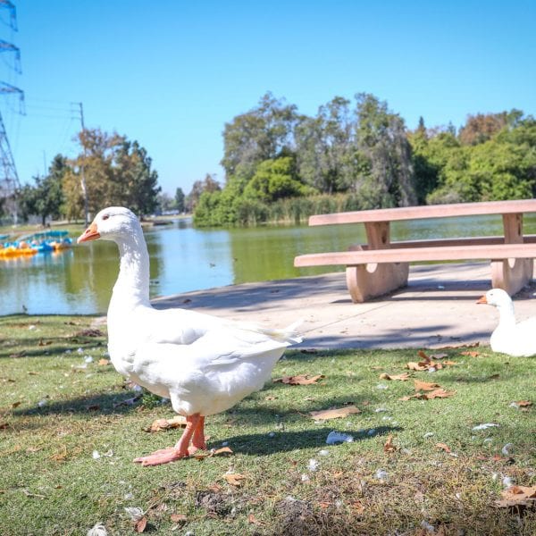 Geese in front of picnic table and lake