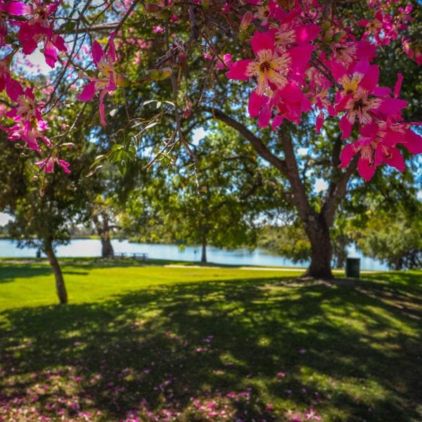Magenta flowers in tree over hanging a green lawn. Trees and lake in the background