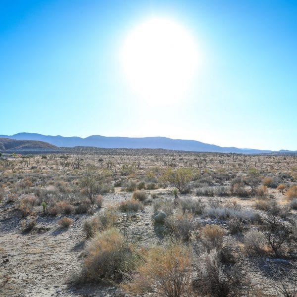Desert field, bright sun