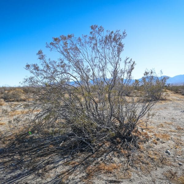 Desert shrub