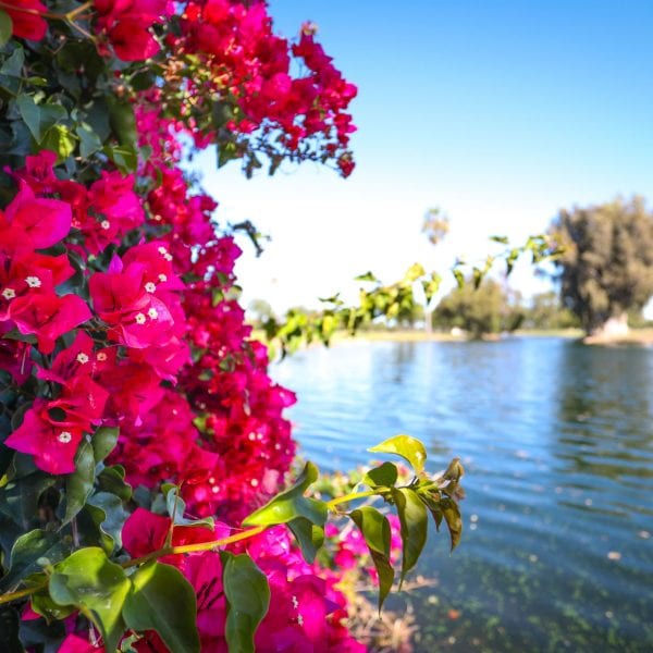 Magenta flowers among a lake