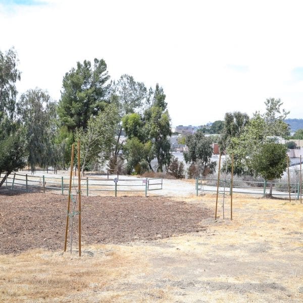 Dirt field, newly planted trees growing