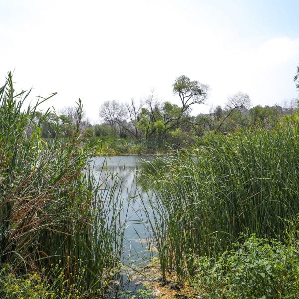 Pond with tall grass and other greenery