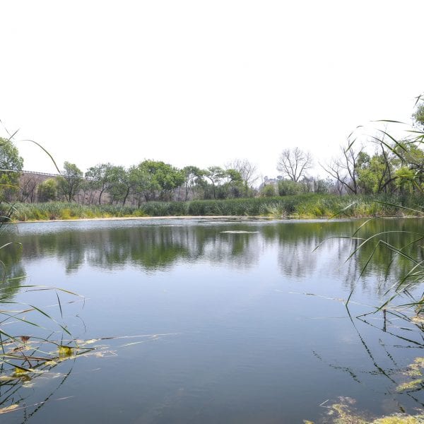 A pond with tall grass and trees