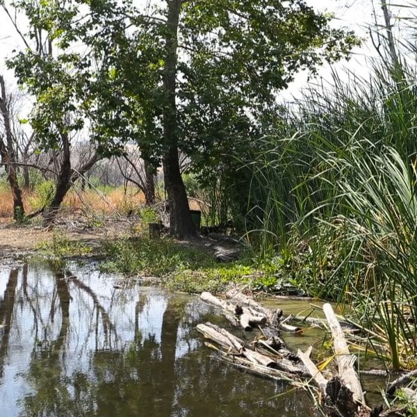 A pond with trees and tall grass