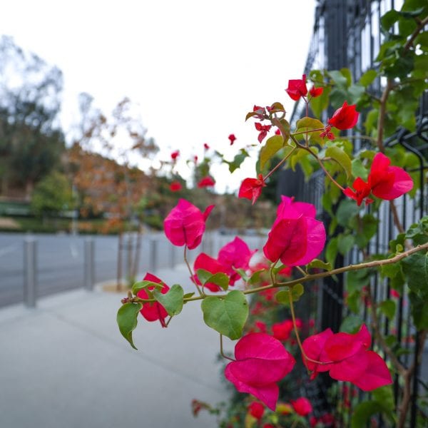 Magenta flowers along a fence