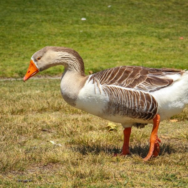 Goose on the grass