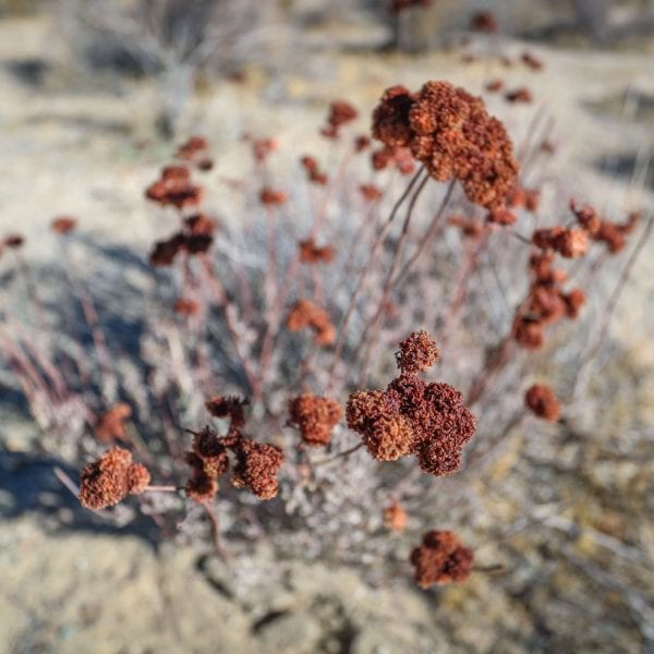 Dry plant in the desert
