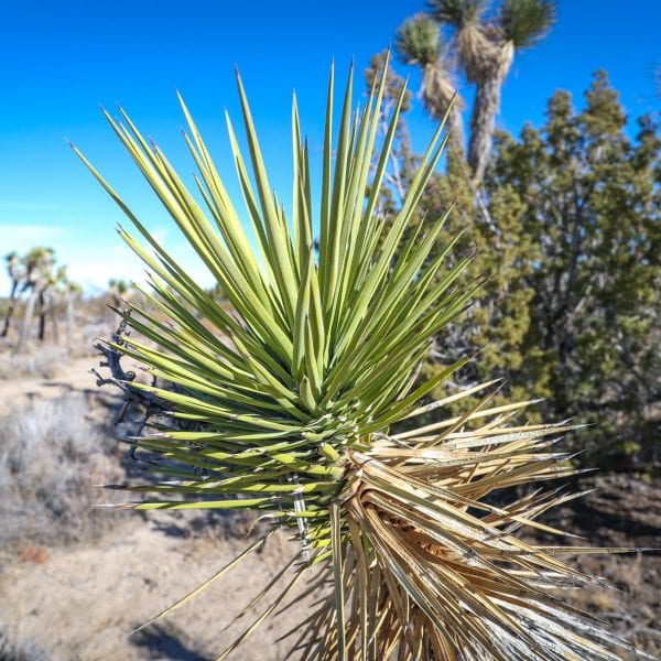 Yucca in the desert