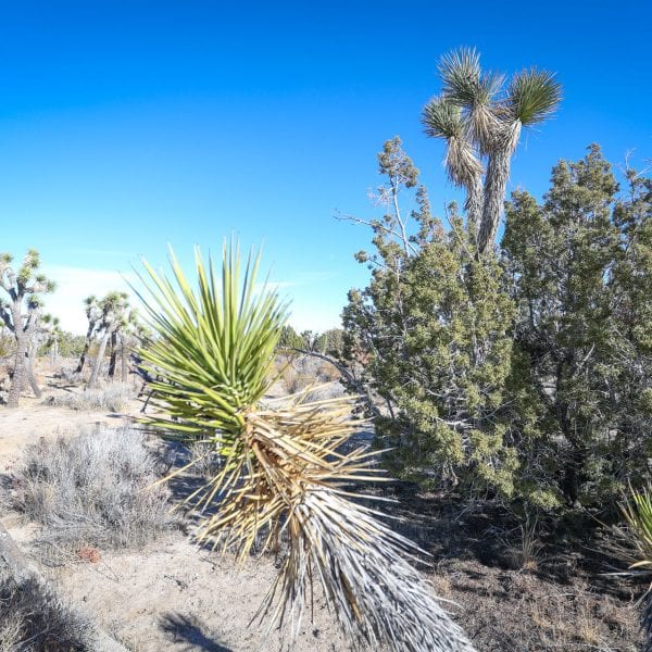 Yucca and joshua tree in the desert