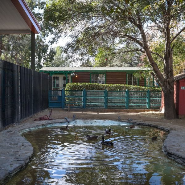 Small duck pond surrounded by a fence and facilities