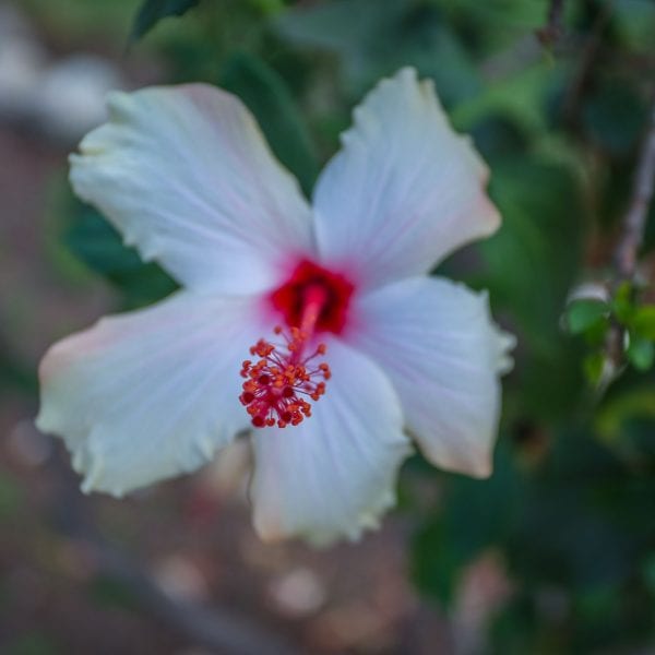 Close-up of a white and red flower